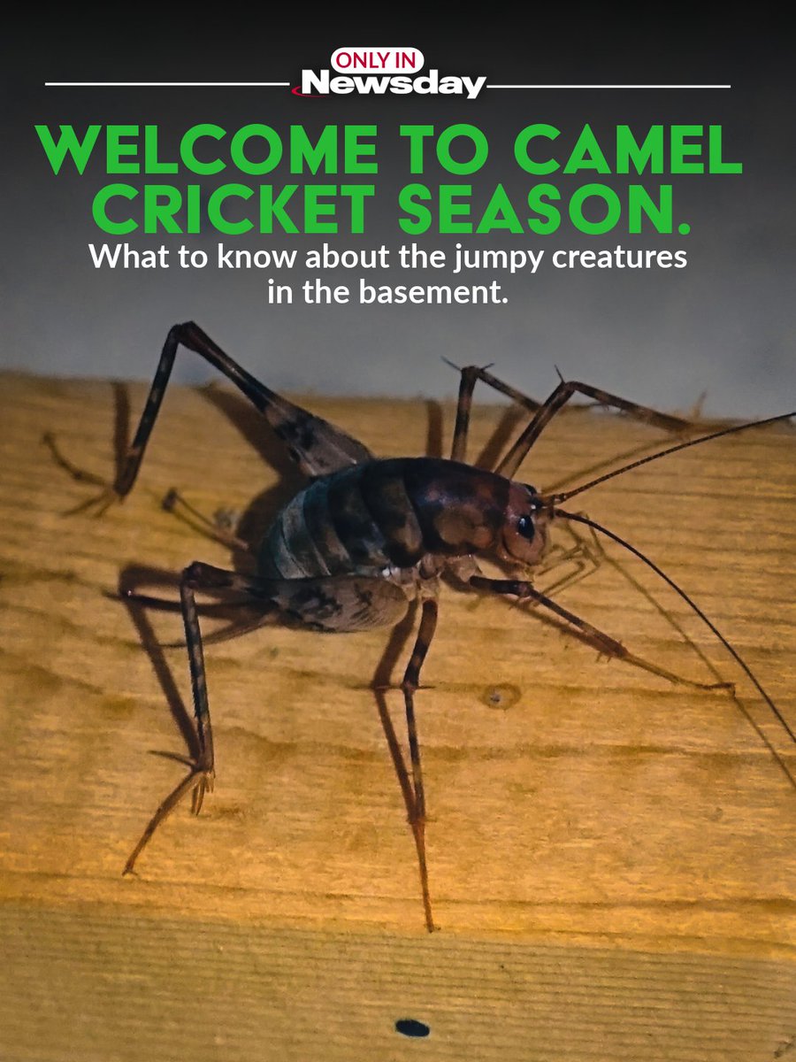If you're a Long Islander with a dark and damp basement or storage room, it's likely you've turned the lights on recently only to discover a mysterious six-legged creature with the ability to leap away from capture, without the benefit of wings.

To read more about these