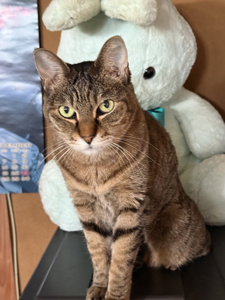 おはようございます〜
週半ばですね！
今日も１日頑張ります！！

今日は以前撮影したエリーゼさん
今日は写真撮れんかったー

#猫　#ねこのいる暮らし　#猫好き