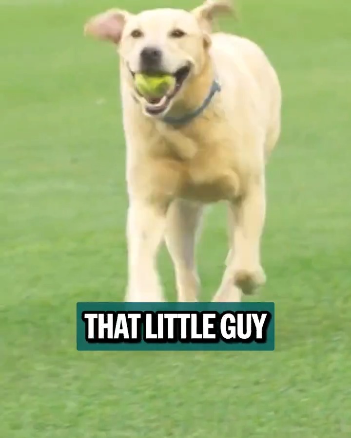 That's a good boy, Tucker!

Josh Naylor named Tucker, the Mariners' clubhouse dog, as one of the reasons he re-signed with Seattle 🐶

📸: @MarinersPup 