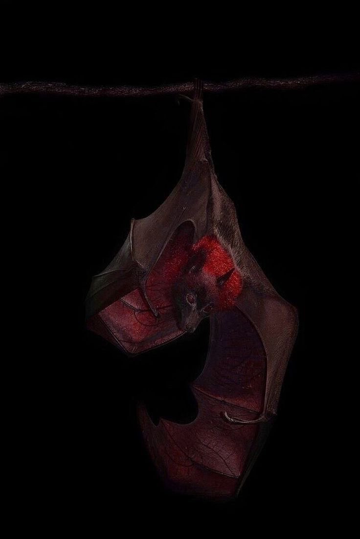 𝔴𝔢𝔡𝔫𝔢𝔰𝔡𝔞𝔶 (@gh0stfacegf) on Twitter photo 