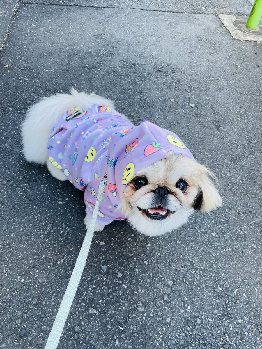 だいふくtoニコ (@pekidaifuku0718) / Posts / X