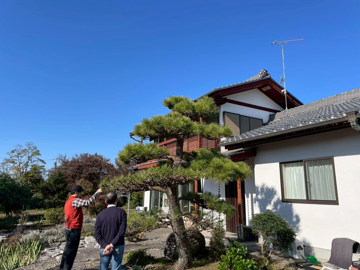 実家で松の剪定について父に指導している私？☺️