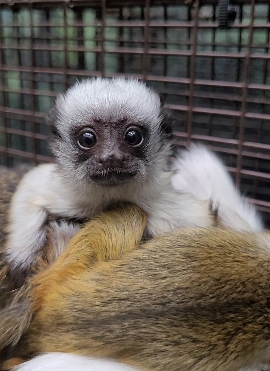 phillyzoo's tweet image. BABY ALERT! 💛 We have welcomed another set of critically endangered pied tamarin twins! We are happy to share they are healthy and growing. These are the third and fourth offspring for Whitney and Napoleon. Visit the whole family inside the Rare Animal Conservation Center!