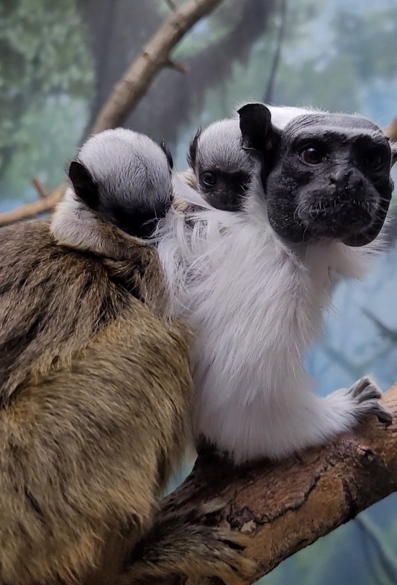 phillyzoo's tweet image. BABY ALERT! 💛 We have welcomed another set of critically endangered pied tamarin twins! We are happy to share they are healthy and growing. These are the third and fourth offspring for Whitney and Napoleon. Visit the whole family inside the Rare Animal Conservation Center!