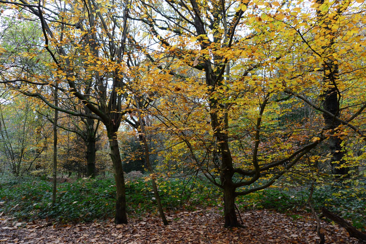 walks_camera's tweet image. 🍂🍃🧡#trees #woodland #TreeClub