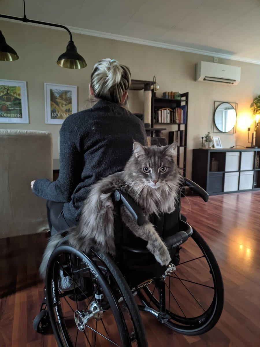 aeyvi's tweet image. Also, my beautiful boy turned 6 today! I can&apos;t believe how the time has gone so quickly, but I treasure each day I get to spend with him. He brings so much joy into my world. My little (very big) familiar. 🎂🩷
#norvi #tiny #CatsOfTwitter