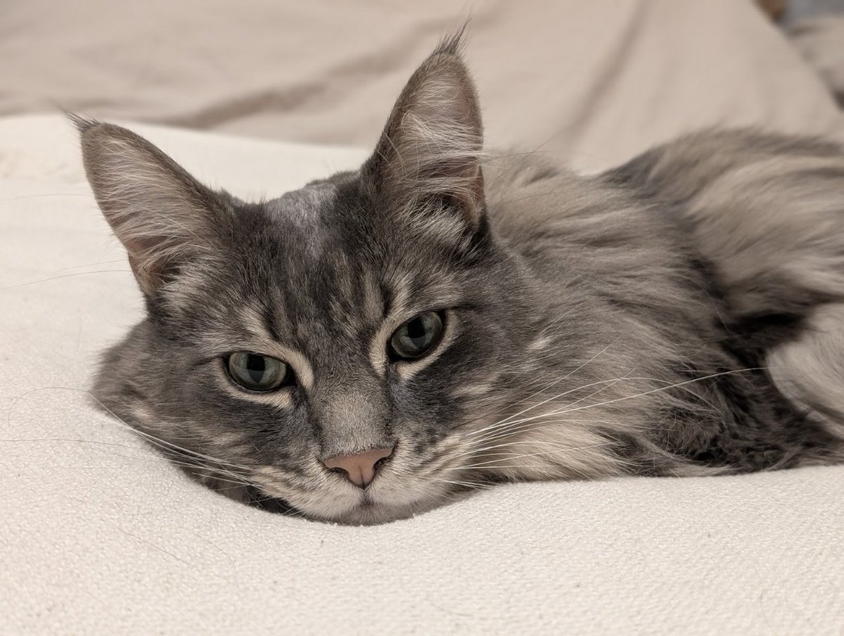 aeyvi's tweet image. Also, my beautiful boy turned 6 today! I can&apos;t believe how the time has gone so quickly, but I treasure each day I get to spend with him. He brings so much joy into my world. My little (very big) familiar. 🎂🩷
#norvi #tiny #CatsOfTwitter