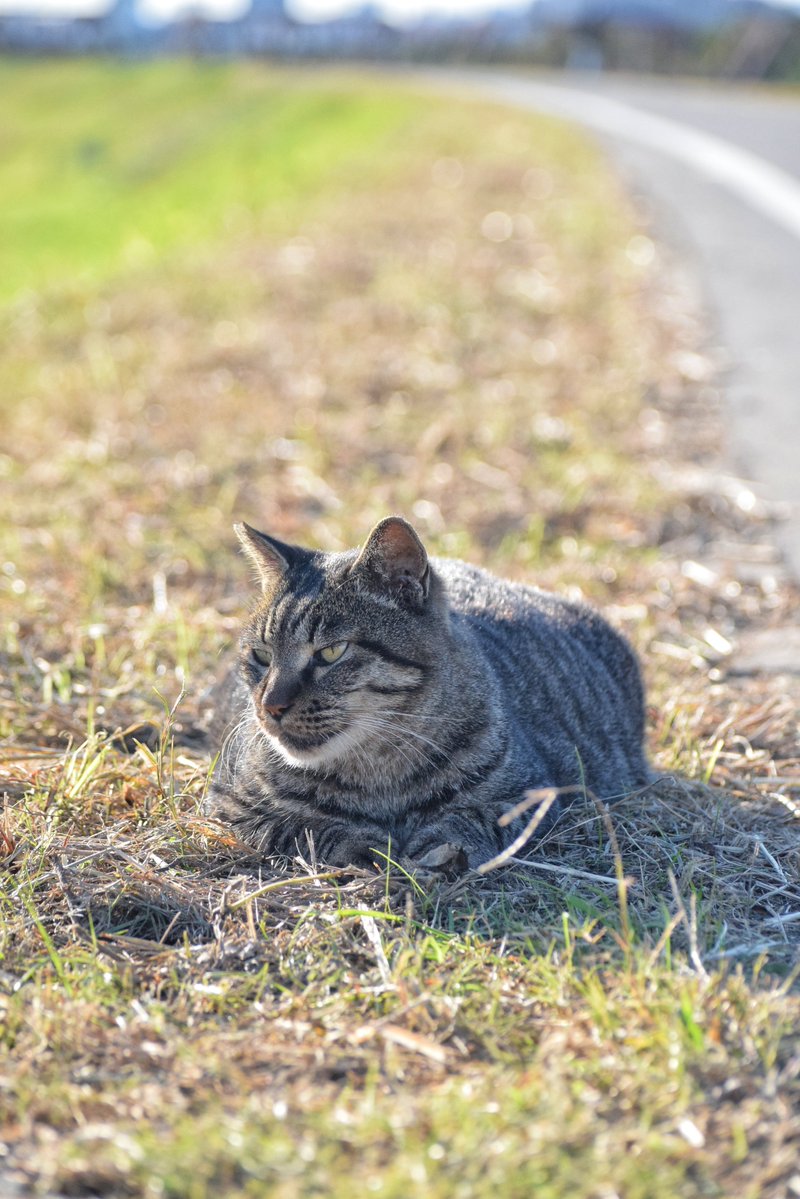 トラちゃんのお手手が可愛すぎるฅฅ

#猫 #野良猫 #一眼レフ #nikon #猫好きな人と繋がりたい #ファインダー越しの私の世界 #キリトリセカイ #photography