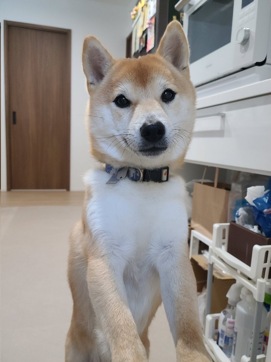 DR4mECzi4294930's tweet image. #今日のわんこ
#柴犬
#しばいぬのいる生活
#犬のいる幸せ
#豆柴
#犬のいる生活

おはよう☀️いつも挨拶に来てくれます✨