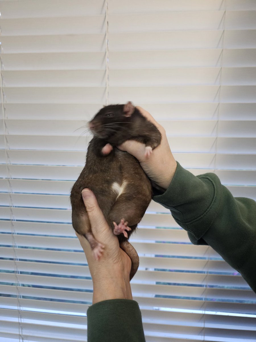 Madison🐀 tweet media