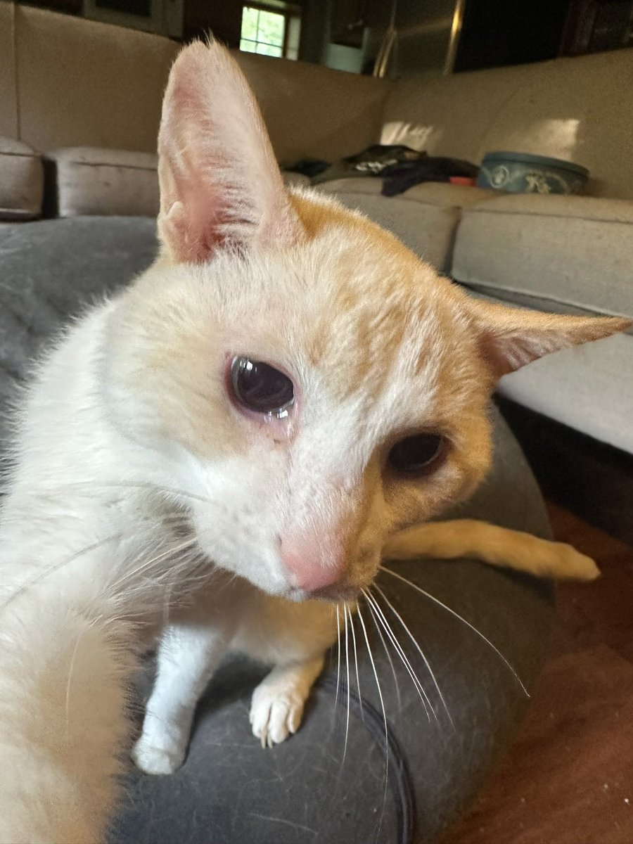 ganymedeshouse's tweet image. Reach