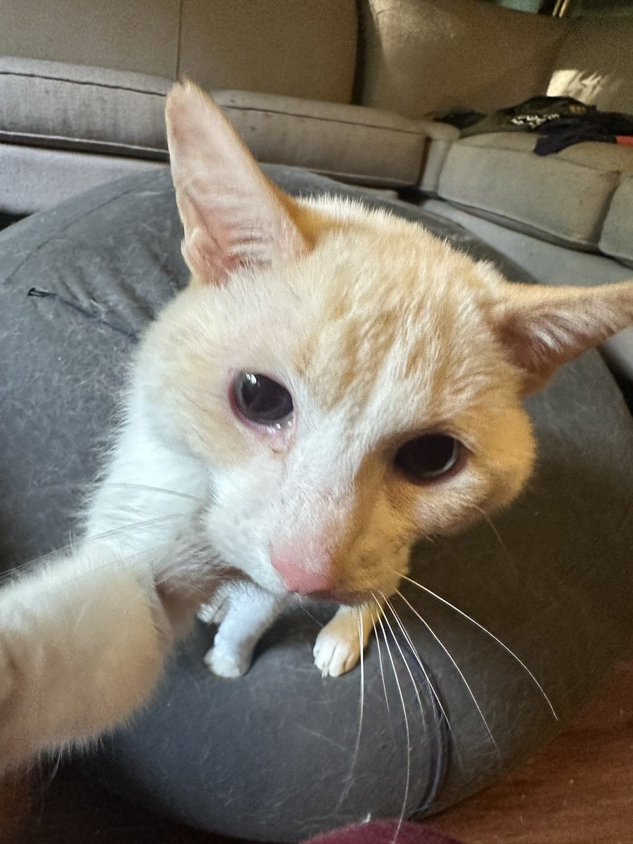 ganymedeshouse's tweet image. Reach