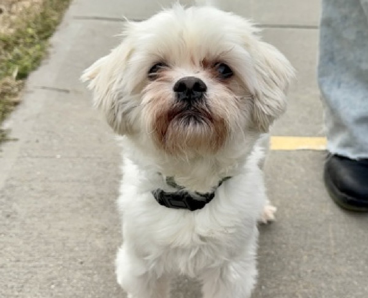 notthesameone2's tweet image. 🐾Just over 10 lbs, 6-y/o Peso surrendered 4 days ago b/c owner moving w/o him. Been w/ owner since a puppy. House/ crate-trained, independent, cute, petite. Playful w/ strangers, kids &amp;amp; dogs. Loves balls, fetch &amp;amp; the park. Needs a foster offer 11/20: nycacc.app/#/browse/236723