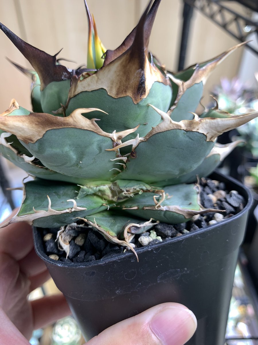 グッド多肉（goodtaniku） (@xiejunxian6990) / Posts / X