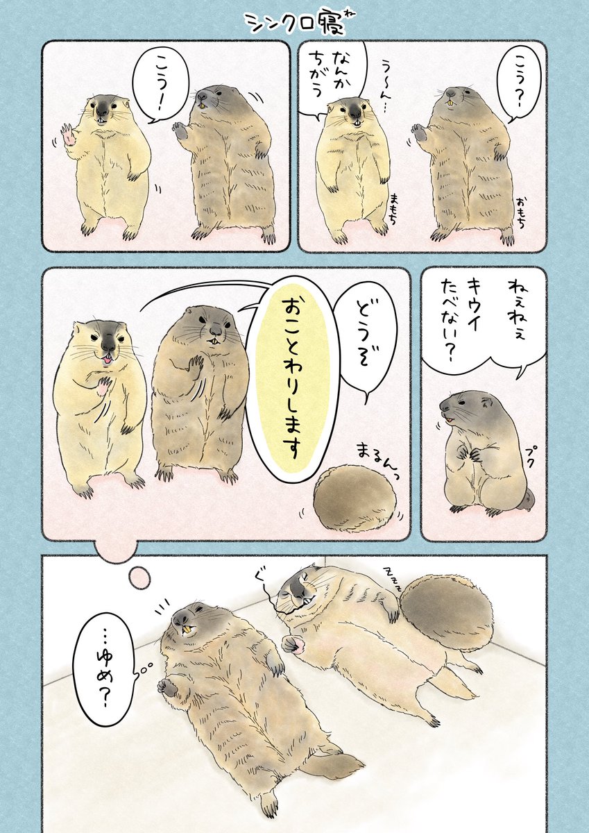 まもちとおもちの可愛すぎるシンクロ寝を
漫画にしてみたよ🐿️🐿️🐿️

#まもち #おもち #プク 
#マーモットファミリー