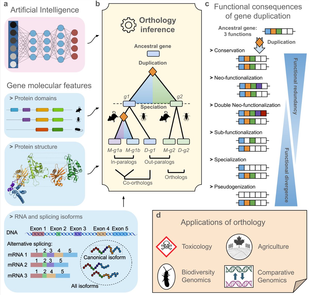 IreneJulca's tweet image. Interested in the newest developments in orthology? Check out the last Quest for Orthologs (QfO8) meeting report:
link.springer.com/article/10.100…
#orthology #function #domains #AI #paralogy
Thanks to @SinaMajidian and all co-authors for their valuable contribution