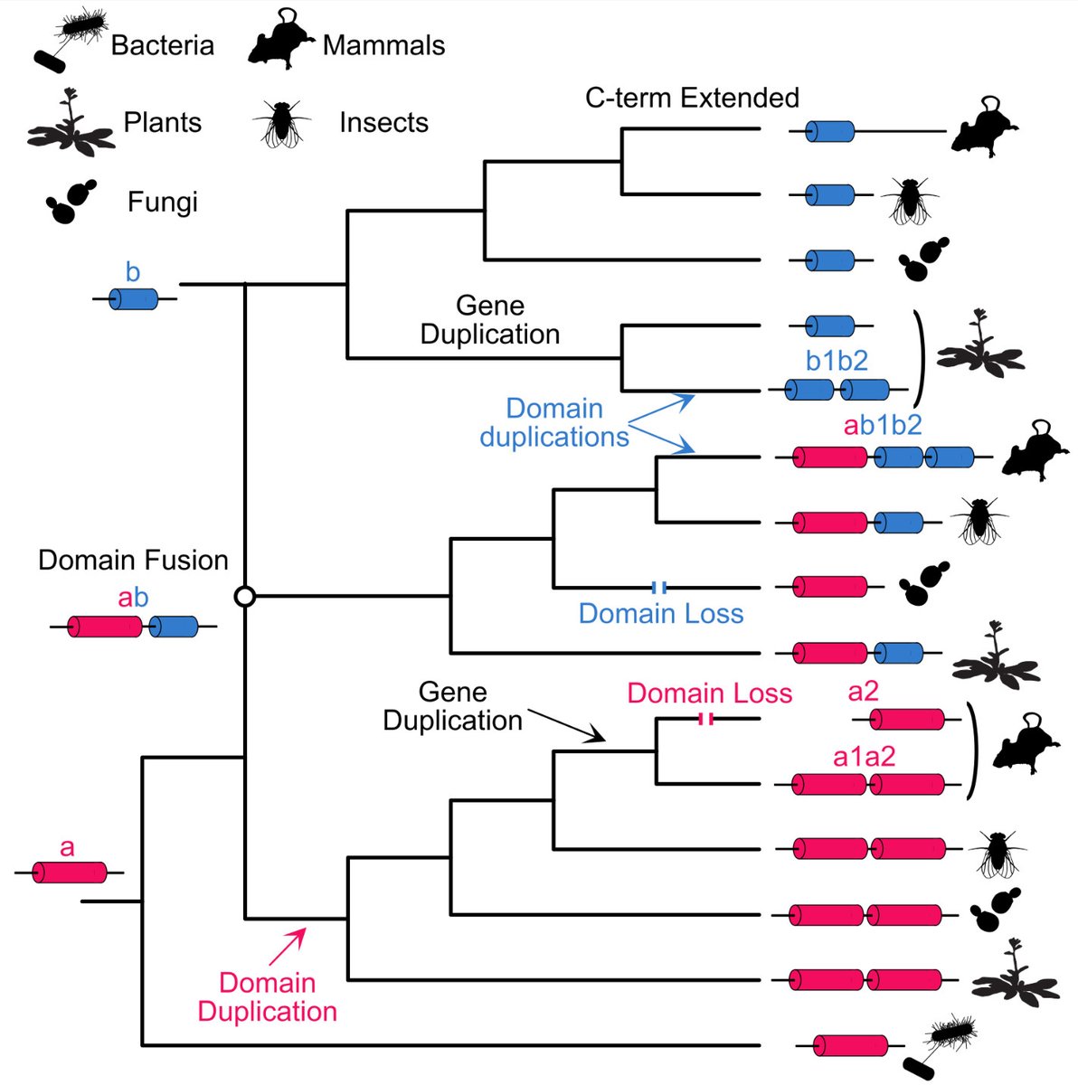 IreneJulca's tweet image. Interested in the newest developments in orthology? Check out the last Quest for Orthologs (QfO8) meeting report:
link.springer.com/article/10.100…
#orthology #function #domains #AI #paralogy
Thanks to @SinaMajidian and all co-authors for their valuable contribution