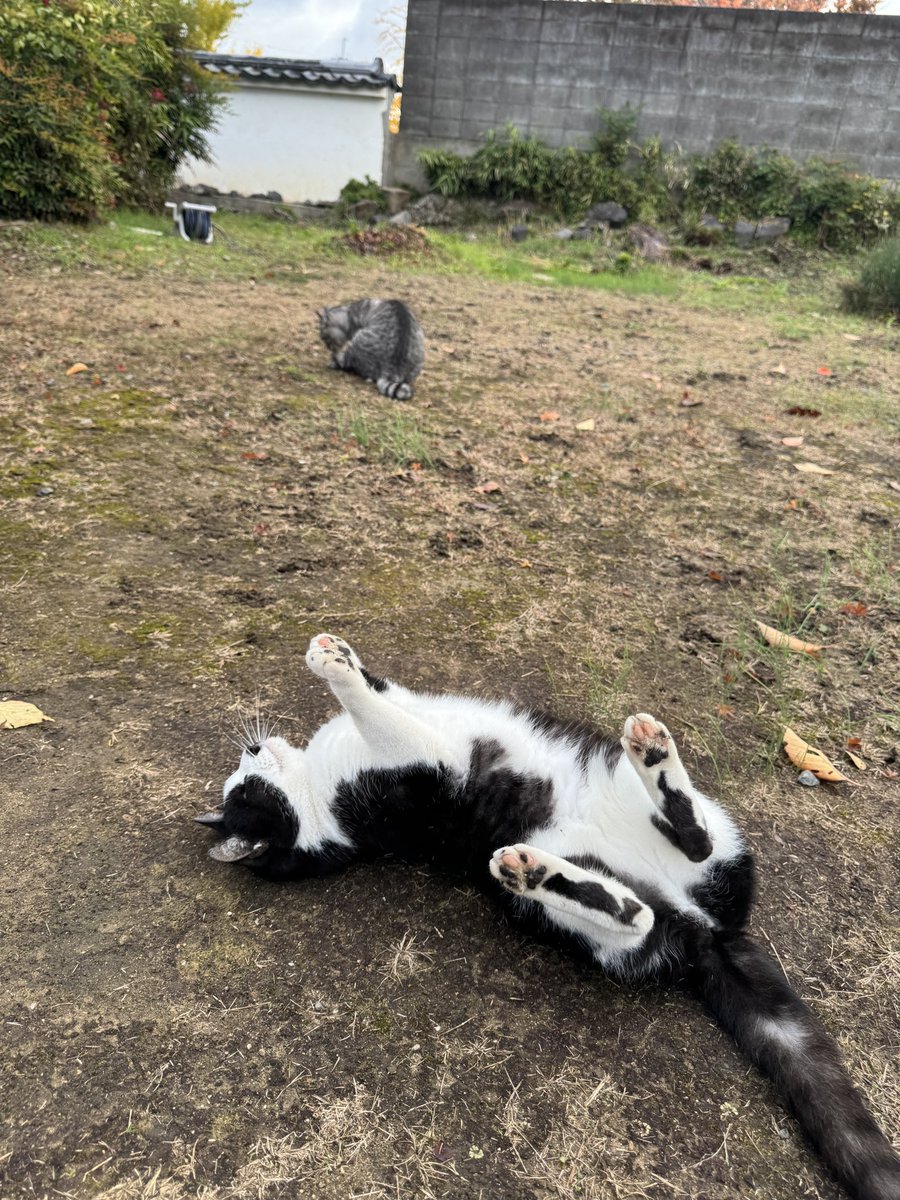今朝は数週間ぶりの黒猫寺