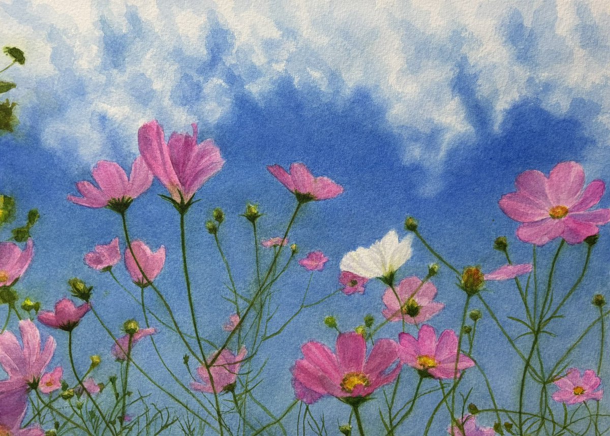 秋桜 透明水彩で描きました🎨🖌️ 近所のコスモス。今年は空も綺麗な