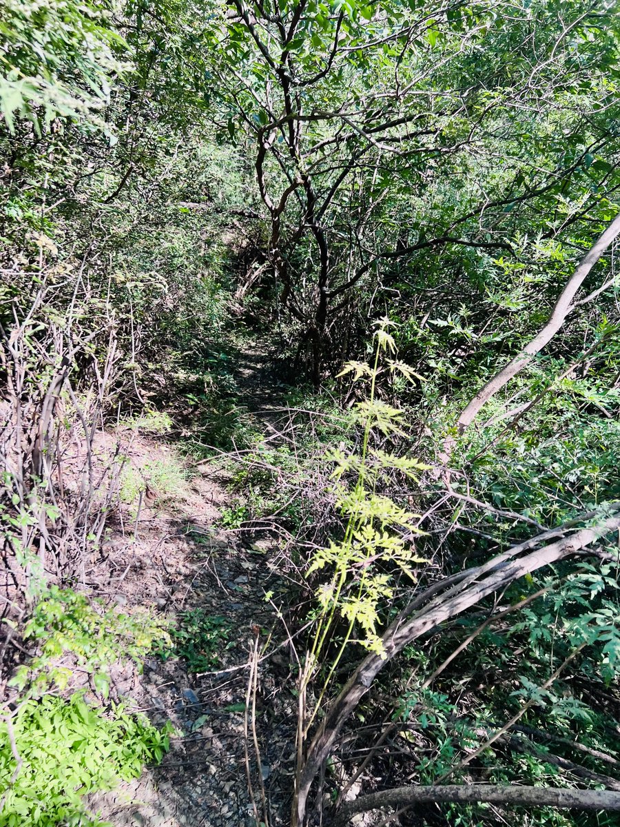 rarefiedgas's tweet image. 阳光细碎的林间小径
Sunny #trails in the #forest .  #Hiking #outdoors