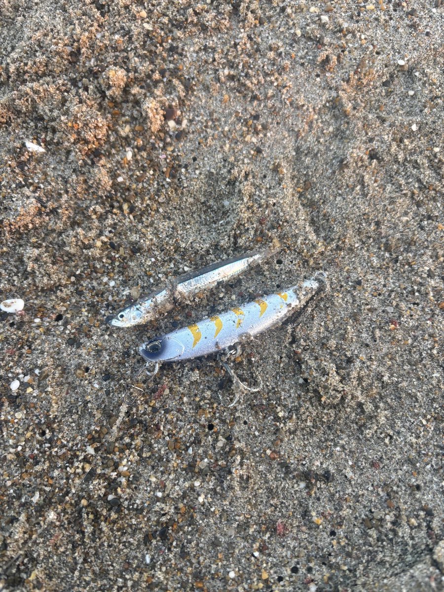 FishingIshiguro's tweet image. #イシグロ釣り情報🎣

高林店スタッフが渥美半島サーフで
サゴシGET！

静岡サーフでも釣れてます👍
今シーズンのサーフは
美味しいサゴシも狙えますよ😋

詳しくはイシグロ高林店まで👇
ishiguro-gr.com/enjoy/fishing/…

サワラ・サゴシ情報
ishiguro-gr.com/enjoy/fishing/…