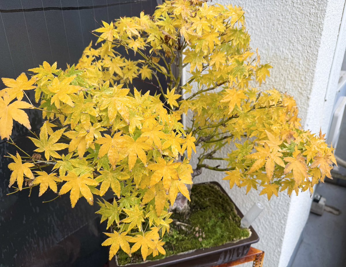 もみじの鉢植えが色づいたよ