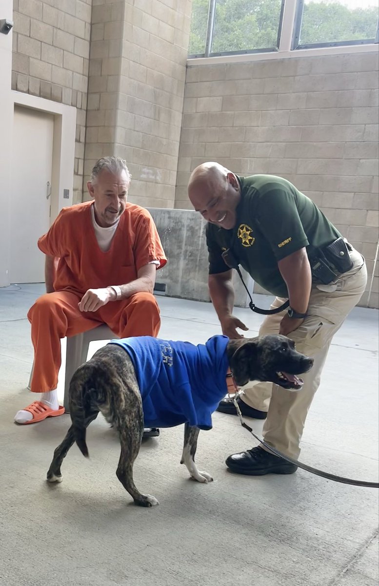 SLOSheriff's tweet image. 🐾 Meet Pepsi, a 1-year-old Pit Bull Terrier mix who brought smiles to the County Jail today! Thanks to our partnership with Animal Services, pets like Pepsi offer moments of calm and connection for those in our custody. He’s as sweet as his name and ready for a forever home!