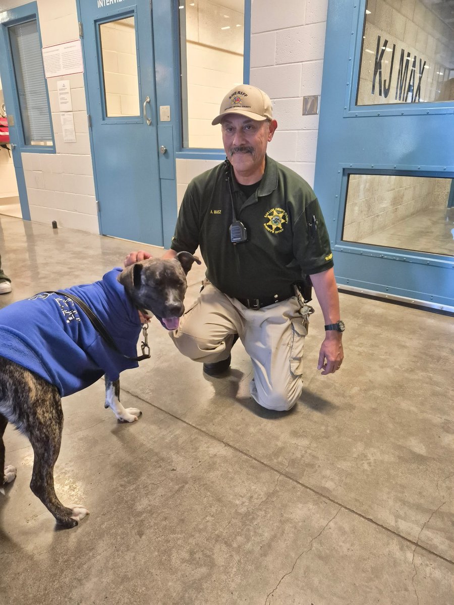 SLOSheriff's tweet image. 🐾 Meet Pepsi, a 1-year-old Pit Bull Terrier mix who brought smiles to the County Jail today! Thanks to our partnership with Animal Services, pets like Pepsi offer moments of calm and connection for those in our custody. He’s as sweet as his name and ready for a forever home!