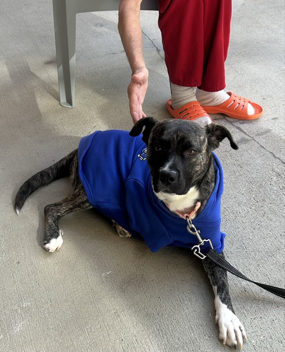 SLOSheriff's tweet image. 🐾 Meet Pepsi, a 1-year-old Pit Bull Terrier mix who brought smiles to the County Jail today! Thanks to our partnership with Animal Services, pets like Pepsi offer moments of calm and connection for those in our custody. He’s as sweet as his name and ready for a forever home!