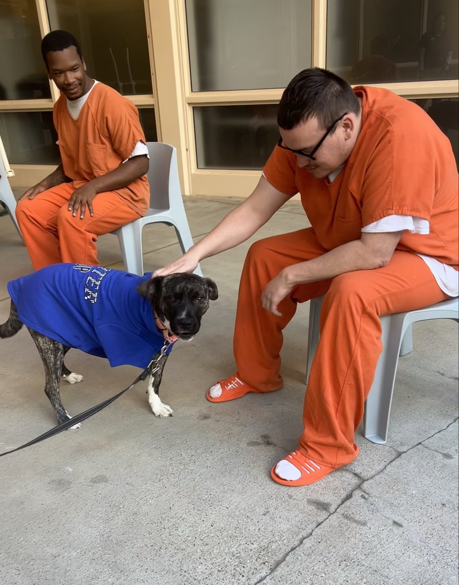 SLOSheriff's tweet image. 🐾 Meet Pepsi, a 1-year-old Pit Bull Terrier mix who brought smiles to the County Jail today! Thanks to our partnership with Animal Services, pets like Pepsi offer moments of calm and connection for those in our custody. He’s as sweet as his name and ready for a forever home!