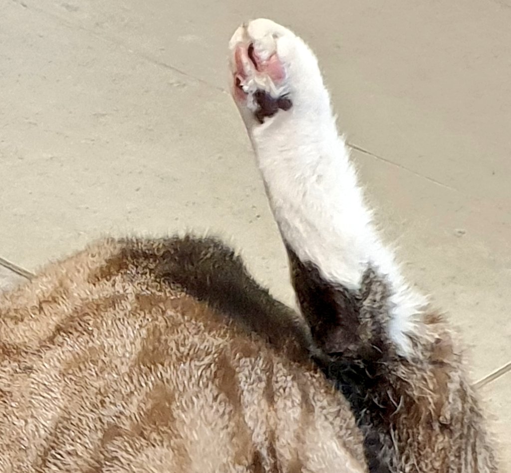 <a href="/biancosayshello/">Bianco 🤍</a> Sup.