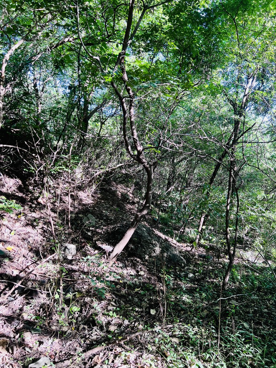 rarefiedgas's tweet image. 阳光细碎的林间小径
Sunny #trails in the #forest .  #Hiking #outdoors