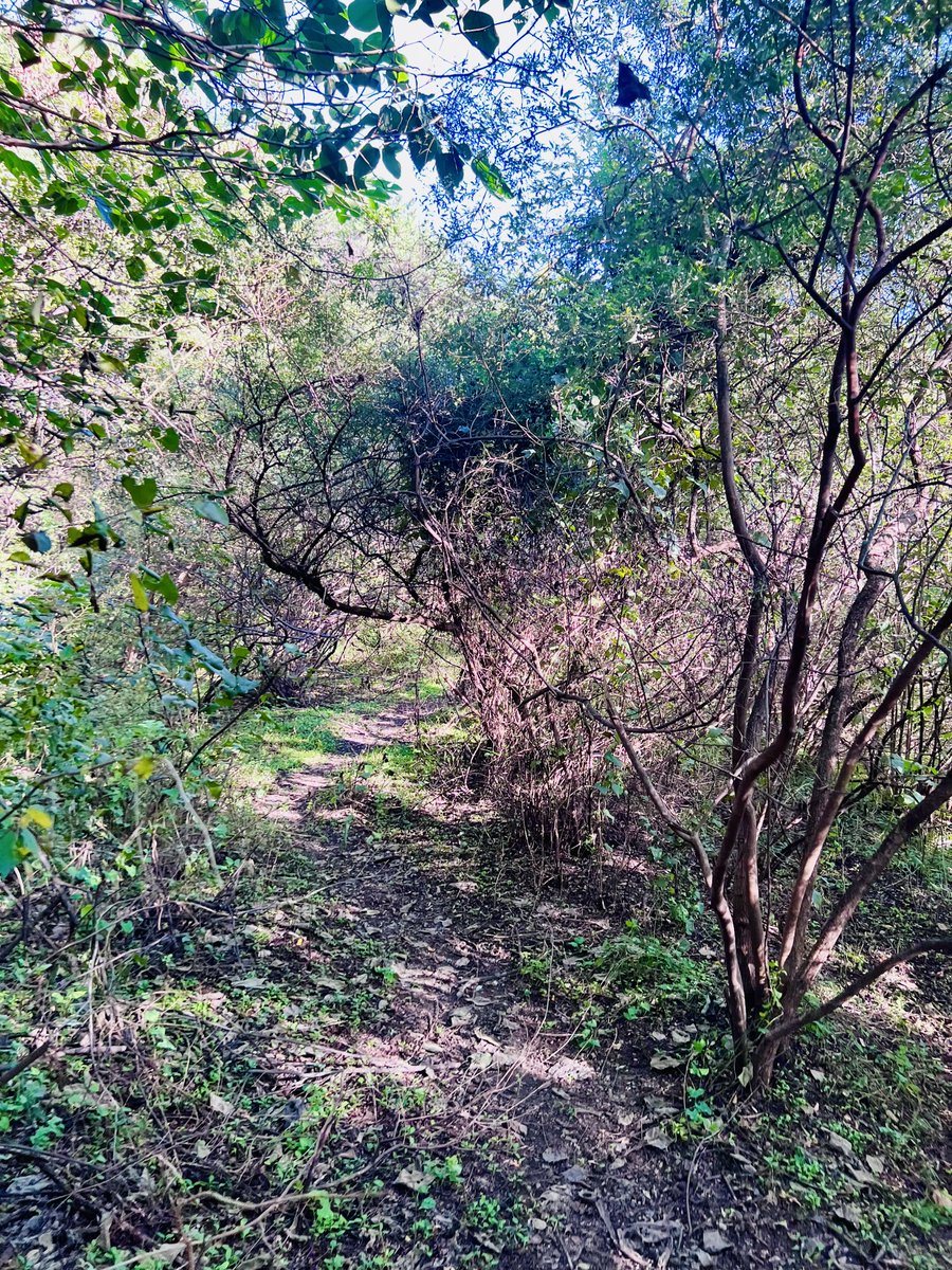 rarefiedgas's tweet image. 阳光细碎的林间小径
Sunny #trails in the #forest .  #Hiking #outdoors
