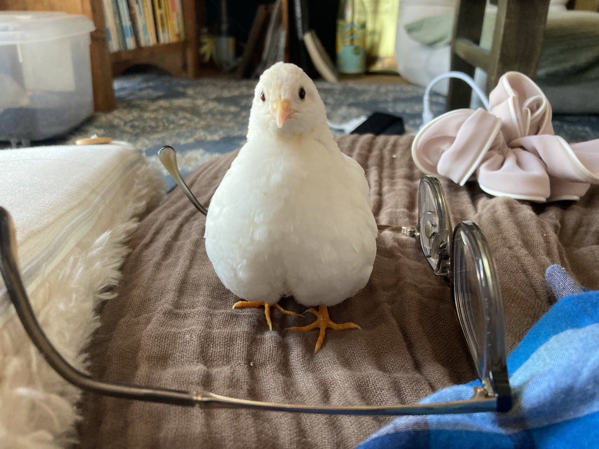 tellmin_tori's tweet image. ムチムチバードおはよう