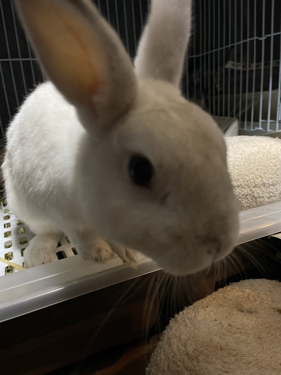 Oxql5c0's tweet image. おはようございます😊
晴れ☀️
暖かくお過ごしくださいね

ご飯食べないで、遊びに出る子と、ご飯夢中な子🐇🐰😆