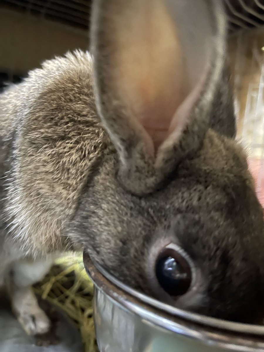 Oxql5c0's tweet image. おはようございます😊
晴れ☀️
暖かくお過ごしくださいね

ご飯食べないで、遊びに出る子と、ご飯夢中な子🐇🐰😆