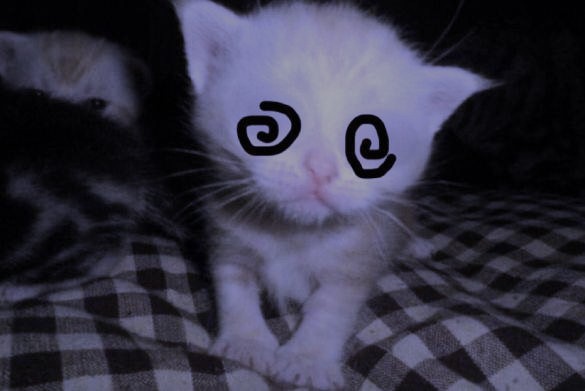 hakaelll's tweet image. 