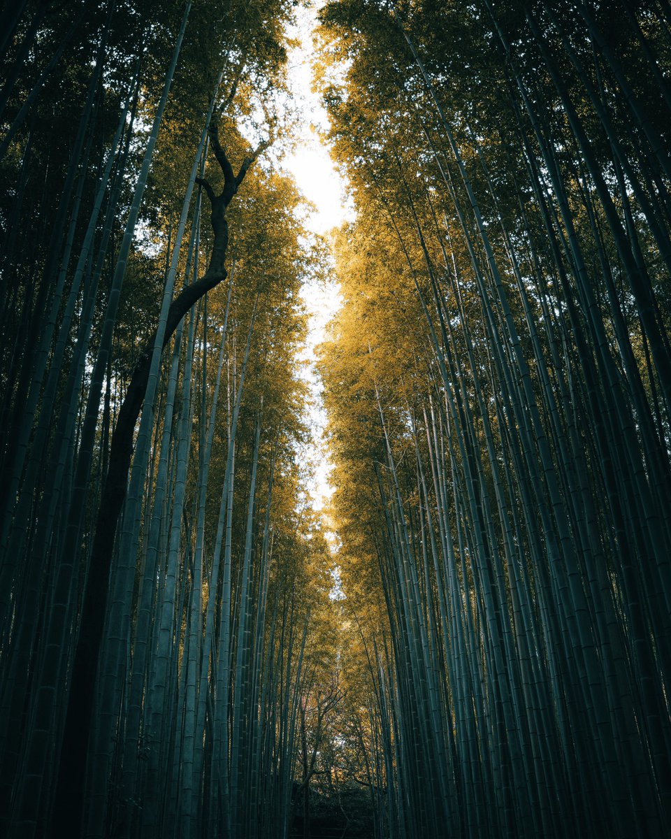 purenature_1's tweet image. This is pure nature 🌿🌴 #vibes