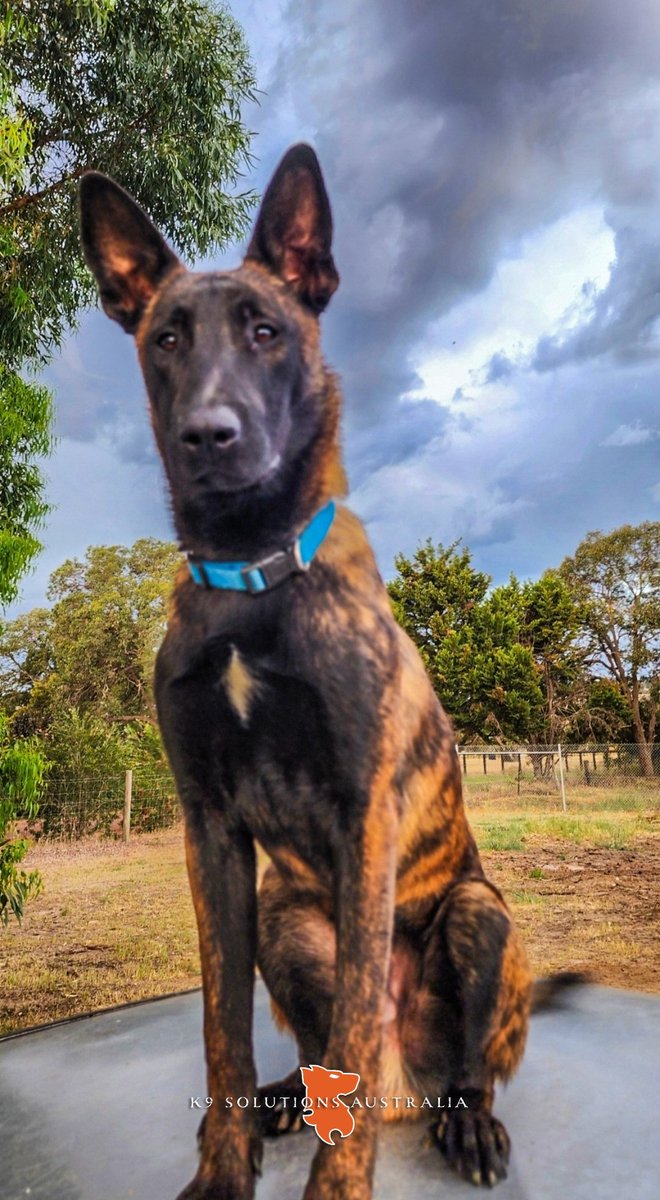Learning new tricks!

#K9SADRICUS #dutchshepherd #K9SolutionsAustralia🇦🇺