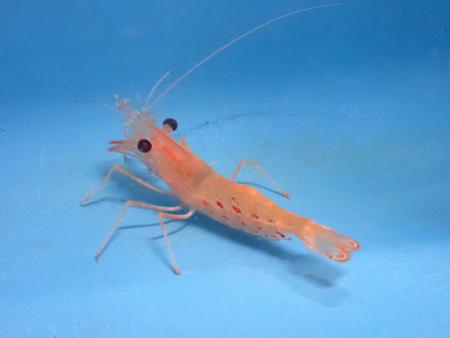 嬉しいニュースです！

なんと本県……

＼全国初🎉！ボタンエビの養殖に成功しました🦐／
　
県水産試験場が、卵からふ化させたボタンエビを出荷サイズまで育てる養殖に、全国で初めて成功✨

引き続き研究中とのことですが、味は天然に勝るとも劣らないそうです😋（早く食べたいですね！）