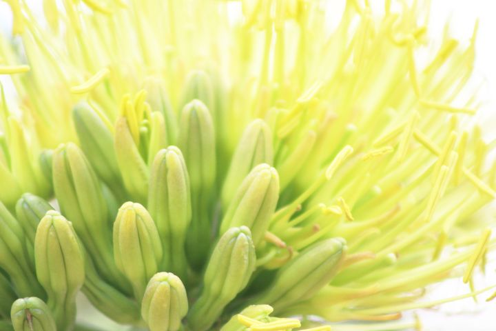 Art of the Day! "Bright Summer Agave Flower". Buy at: ArtPal.com/ButterflysAtti…