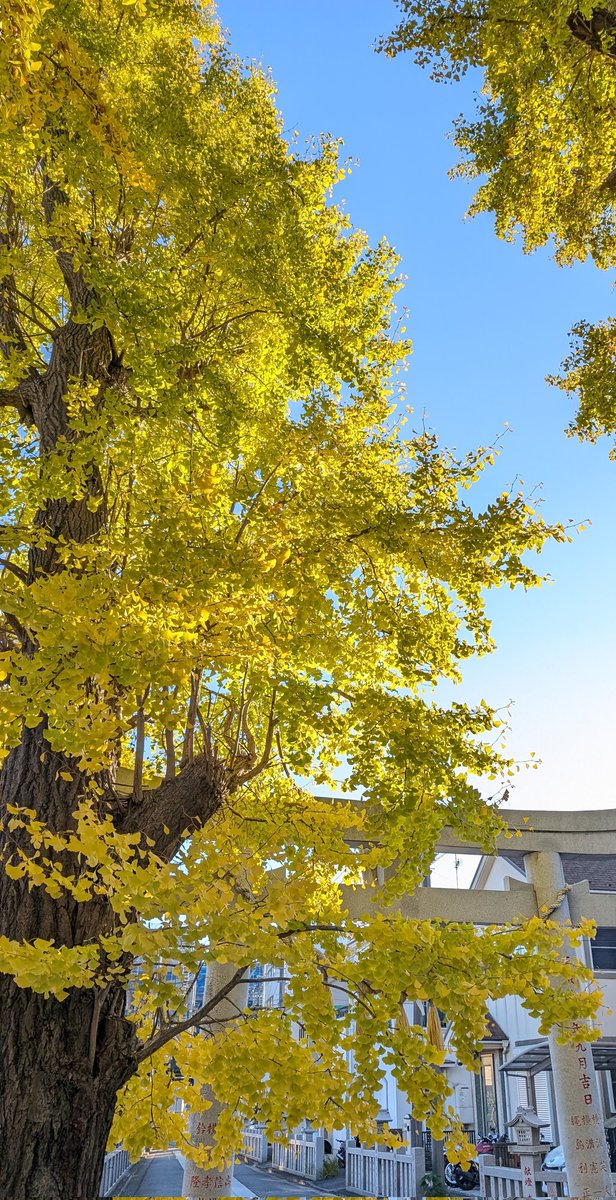 おはようございます✨
神社のいちょうがきれいな黄色になってきました😊
快晴の青と補色になってさらにきれいです🍁
今日もタスクいっぱいミーティングいっぱい！頑張りましょう！
よろしくお願いします😊

#企業公式相互フォロー 
#イマソラ
#企業公式が毎朝地元の天気を言い合う