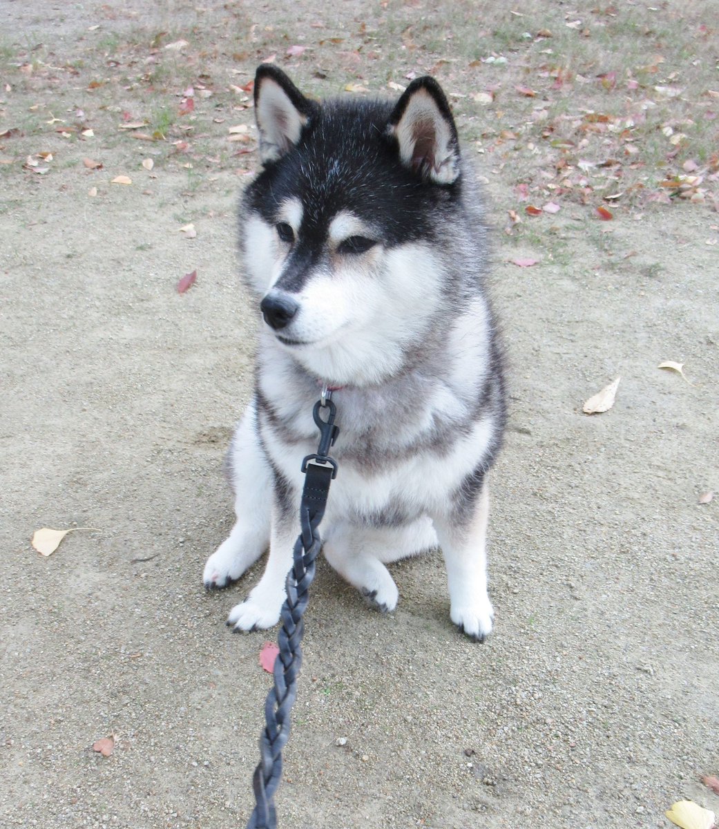 Post by yachiyachi on X: #柴犬 #黒柴