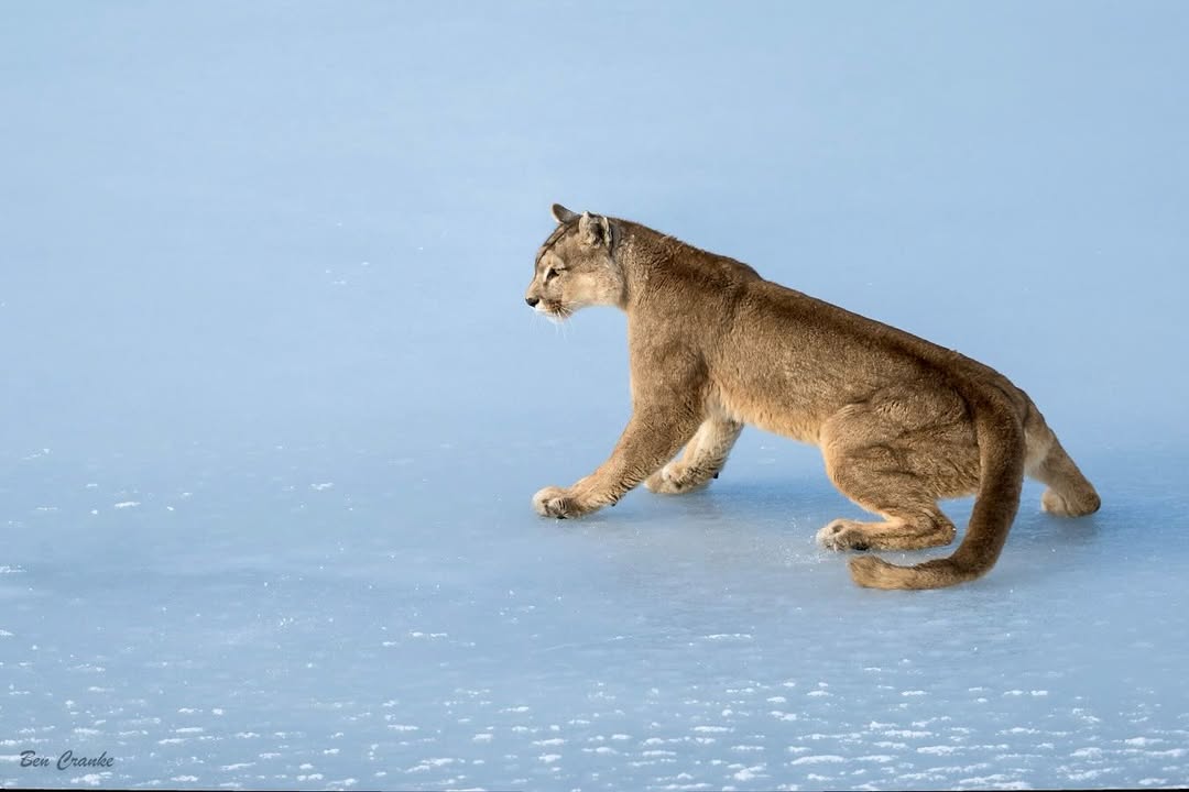 VagrantTravels's tweet image. 