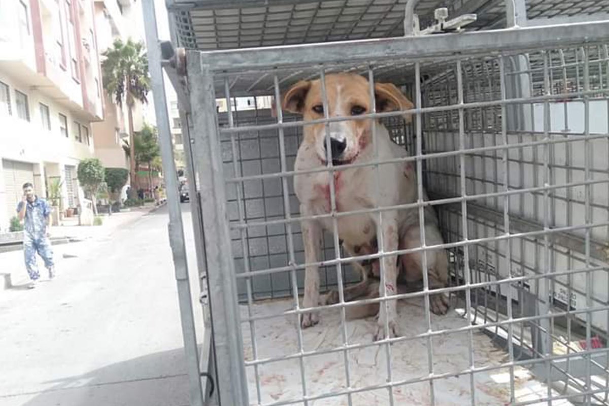 AlertaMundoNews's tweet image. 🇲🇦⚽️ | Marruecos envenena y mata a tiros a sus perros callejeros para &quot;limpiar las calles&quot; antes del Mundial 2030.