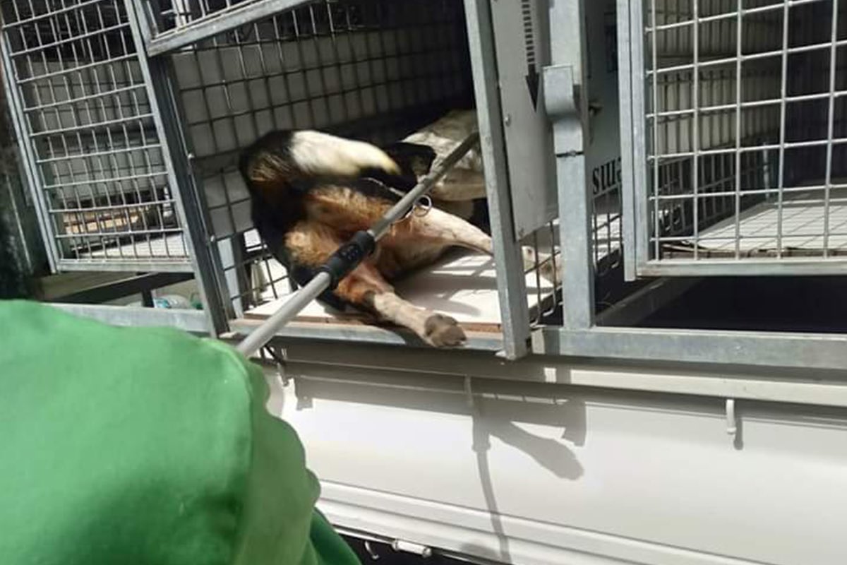 AlertaMundoNews's tweet image. 🇲🇦⚽️ | Marruecos envenena y mata a tiros a sus perros callejeros para &quot;limpiar las calles&quot; antes del Mundial 2030.