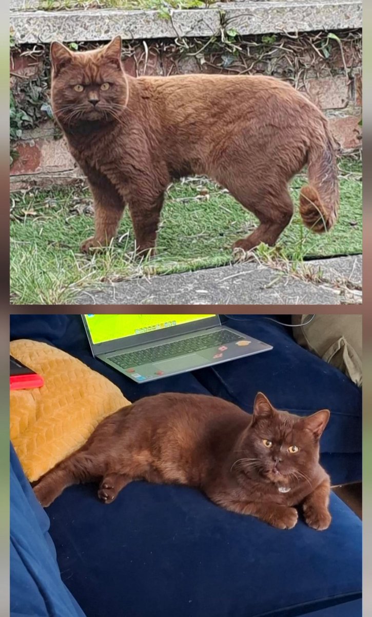 catshealdeprsn's tweet image. 