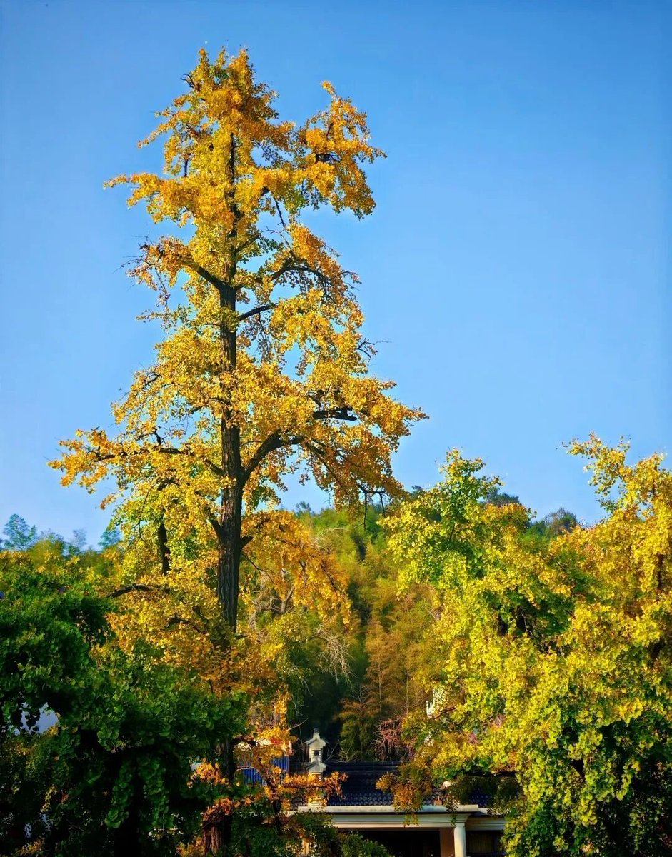 aishuzhan's tweet image. 银杏，深秋最美的华服！