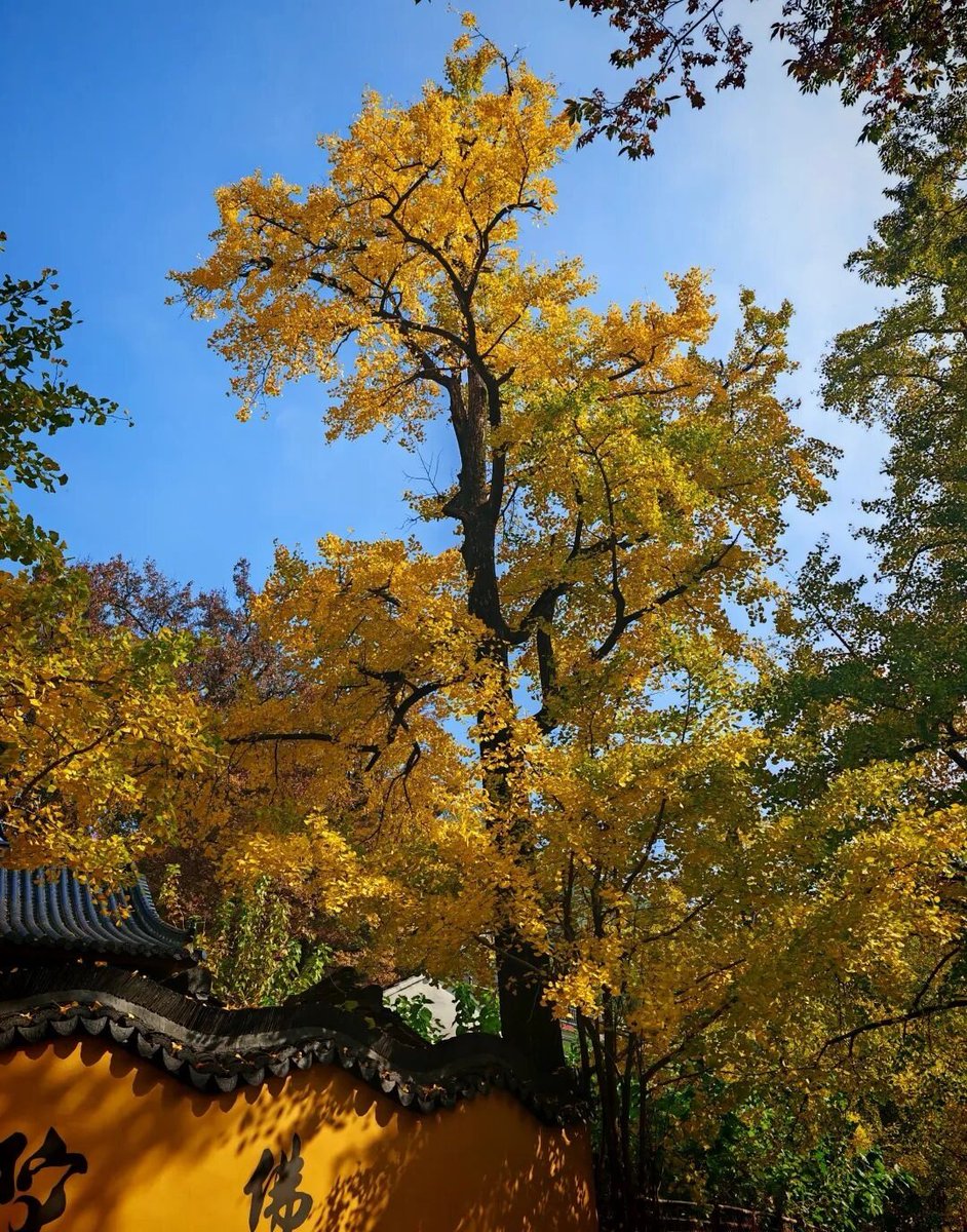 aishuzhan's tweet image. 银杏，深秋最美的华服！