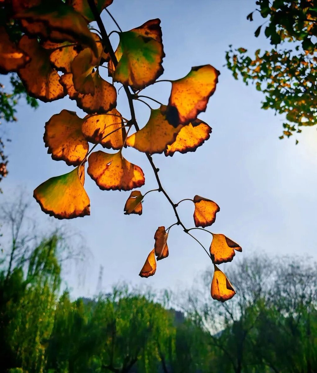 aishuzhan's tweet image. 银杏，深秋最美的华服！